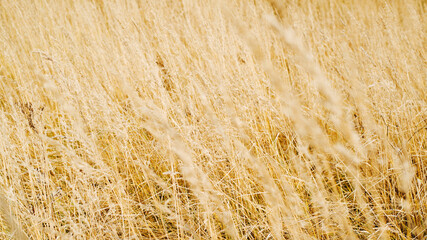 Field of yellow cereal grass, wheat, straw. Rustic natural background, selective soft focus