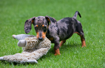 Photo of dachshund puppy knowns as badger dog. Funny dog walk and play with toy in outside garden....