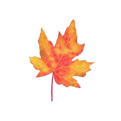autumn maple leaf