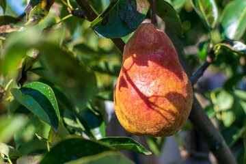 Juicy fresh pear on the branch enlightened by sunset light