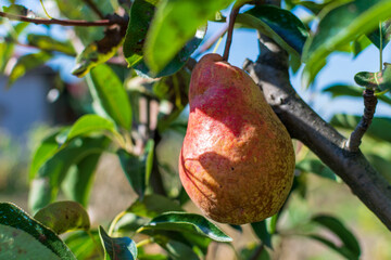 Juicy fresh pear on the branch enlightened by sunset light