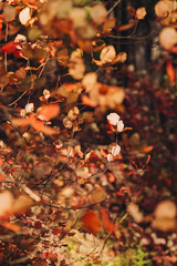 Beautiful red orange sunny bush landscape. Fall background. Golden hour. Close up of orange leaves in sunshine. Bokeh