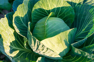 Obraz premium Fresh cabbage from the farm field enlightened by sunset light