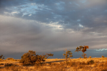 Sociable Weaver's nest in bug tree in the Kalahari, South Africa