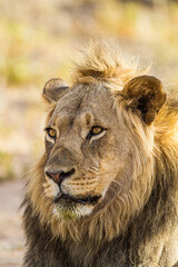 Young black-maned lion calling at a water hole in the Kalahari desert, South Africa