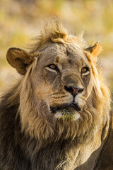 Young black-maned lion calling at a water hole in the Kalahari desert, South Africa