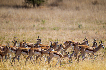 Springbuck congregating around a waterhole in the Kalahari desert, South Africa