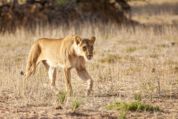 Young lioness drinking from a waterhole in the Kalahari in South Africa