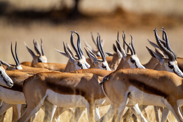 Springbuck congregating around a waterhole in the Kalahari desert, South Africa