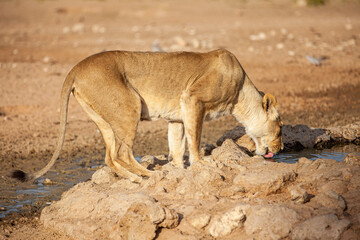 Fototapeta na wymiar Young lioness drinking from a waterhole in the Kalahari in South Africa