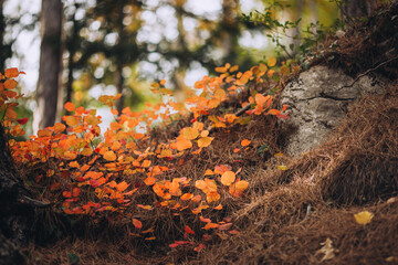 Bright orange leaves on the ground. Sunny fall landscape in forest