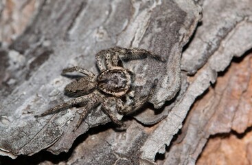 Tan Jumping Spider (Platycryptus undatus) camouflaged on pine tree bark in Houston, TX.