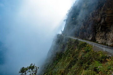 yungas forest