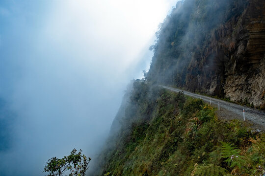 yungas forest