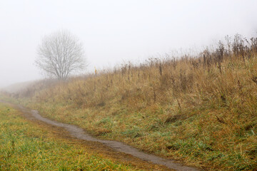 Heavy fog on autumn meadow, defocused view to path in grass and lonely tree. Morning at fall season