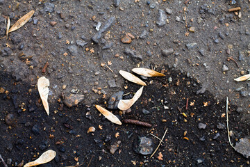 gray old asphalt. maple seeds on the pavement.