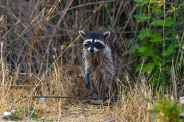 Raccoon sits in the grass in the evening. Wildlife photography.	