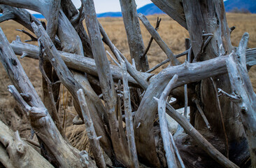 tree branches polished with water. old branches. brushwood.