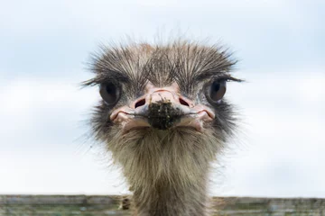 Fotobehang Angry Ostrich Close-up portrait, Close up ostrich head © Felix Andries