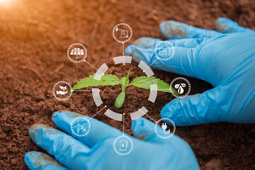 Gardener hand  seedlings into the soil planting in fertile soil