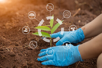 Gardener hand  seedlings into the soil planting in fertile soil