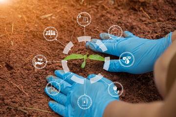 Gardener hand  seedlings into the soil planting in fertile soil