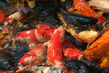 Obraz na płótnie Canvas The beautiful fancy carp koi fish feeding in pond in the garden. Japan Koi Carp in Koi Pond float in water, view from above. Many colourful fishes in one place - yellow fish, orange fish.