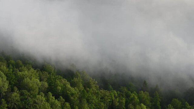 Morning haze over green forest treetops in summer. Low clouds drifting over forest on a hill