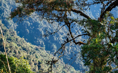 branches against blue sky