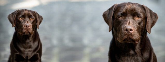 Banner or header with two dogs. Close-up portrait of chocolate labrador retriever looking at the camera.