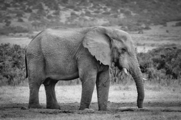 Fototapeta na wymiar Africa Elephant