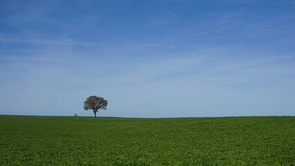 tree on a field