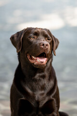 vertical Vertical portrait beautiful purebred dog. Chocolate Labrador retriever looking at camera.