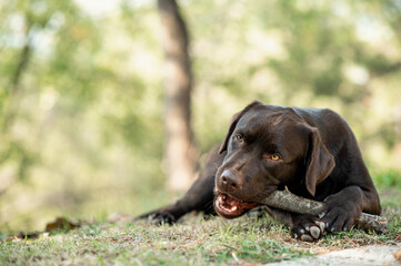  chocolate labrador lying on grass in outdoors. Purebred dog biting a wood stick.