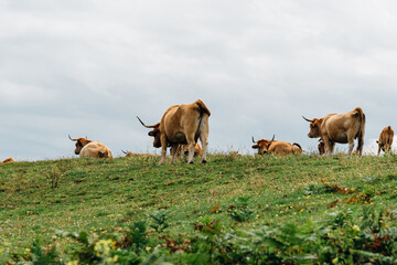 Herd of cows grazing on the meadow in Asturias. Asturian Valley cattle