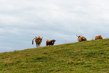 Fototapeta premium Cow grazing on the meadow near the coast in Asturias. Asturian Valley cattle