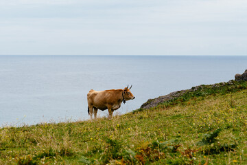 Cow grazing on the meadow near the coast in Asturias. Asturian Valley cattle