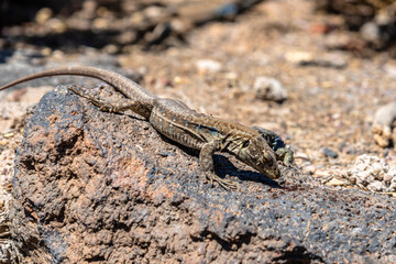 Naklejka na ściany i meble Adult male Tenerife lizard, Gallotia galloti, specie of lacertid or wall lizard endemic of Western Canary Islands