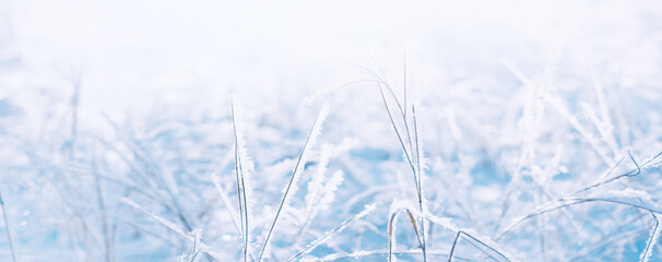 Winter snowy landscape. Lovely winter day. Christmas New Year holiday  background with snowy plants, soft flares of sunlight, snow flakes