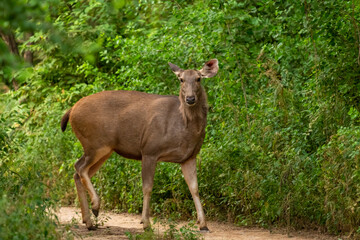 Sambar deer or rusa unicolor head on with eye contact in natural green background at jhalana leopard reserve rajasthan india