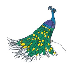 Peacock with folded train on its back. Male peafowl, tropical bird. Realistic drawing of Asian Indian feathered animal with colorful tail. Hand-drawn vector illustration isolated on white background