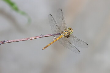 close up of dragonfly