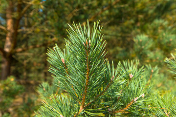 Close up of green needles of pine tree as natural background