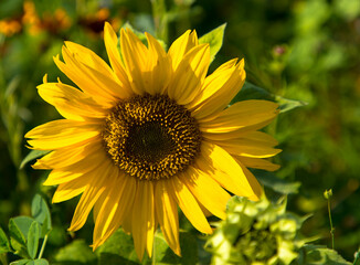 Fototapeta premium Sunflower blooms. Close up of a sunflower with blurred background. Natural background.