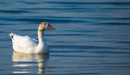 White goose swims in a lake. Plenty of space for text on the right side of the image