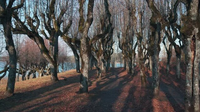 Old Linden Alley, Katvaru Manor Park, Latvia  Looks So Ghostly Spoky Like Fairy Tales. Linden Tree Alley in Autumn With Interesting Light and Shadow, Famos Travel Destination Katvaru Manor Linden