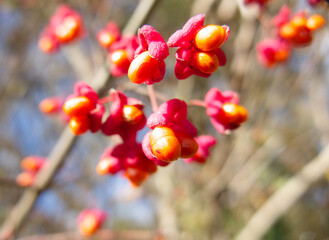 Fototapeta na wymiar The bright pink fruits of the European spindle tree (Euonymus europeaus), which have split open to reveal the bright orange seeds.