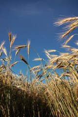 Path in the Field of Rye With Golden Crops Under the Blue Sky - Vertical