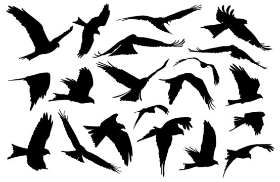 The Set silhouettes of birds in flight.
