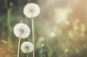 three dandelions on a green background with rays of the sun